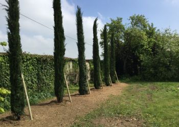 Plantations paysagère 4